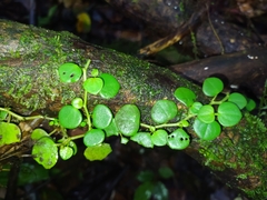 Peperomia serpens