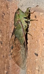Chlorocysta vitripennis