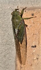 Chlorocysta vitripennis
