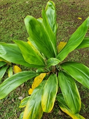 Cordyline fruticosa
