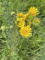 Berkheya speciosa