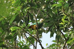 Ptilinopus melanospilus