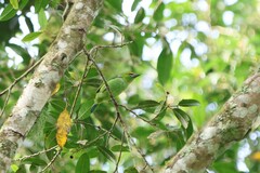 Psilopogon armillaris