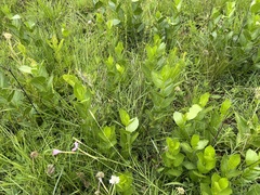 Vangueria venosa