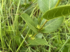 Vangueria venosa