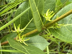 Vangueria venosa