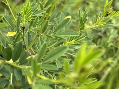 Indigofera hilaris