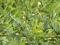 Indigofera hilaris