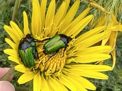 Leucocelis haemorrhoidalis