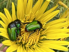 Leucocelis haemorrhoidalis