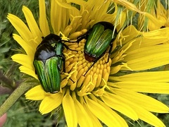 Leucocelis haemorrhoidalis