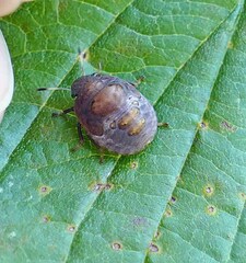 Stethaulax marmorata