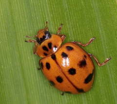 Harmonia octomaculata