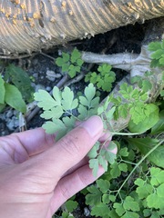 Corydalis balansae