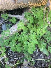 Corydalis balansae