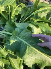 Rumex japonicus