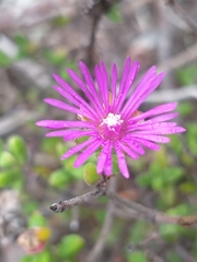 Drosanthemum parvifolium