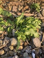 Rumex japonicus