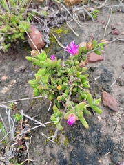 Drosanthemum parvifolium