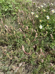 Dalea emarginata
