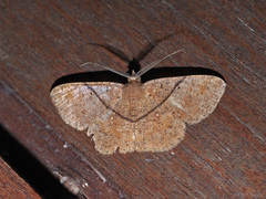 Petelia medardaria