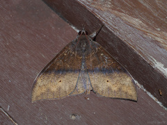 Ischyja hemiphaea