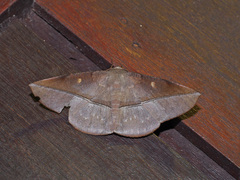 Sarcinodes perakaria