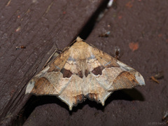 Semiothisops macariata