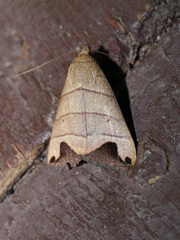 Bocula bifaria