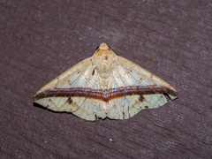 Ugia eugrapha