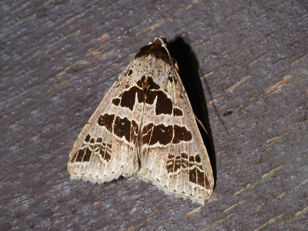 Anoba rigida
