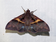 Ischyja manlioides