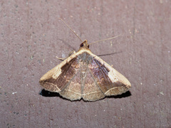 Simplicia variegata