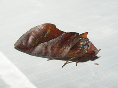 Eudocima homaena