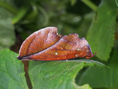 Eudocima aurantia