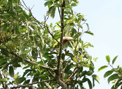 Psilopogon lineatus