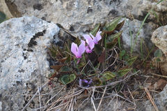 Cyclamen graecum graecum