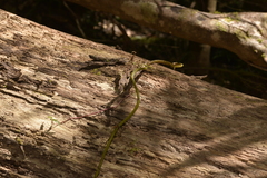 Pseudovanilla foliata