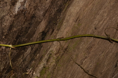 Pseudovanilla foliata