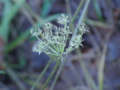 Peucedanum