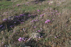 Cyclamen graecum graecum