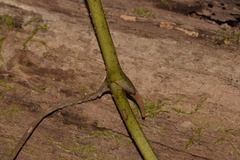 Pseudovanilla foliata