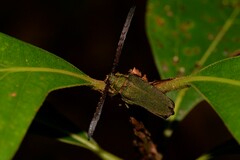 Rhipidocerus australasiae