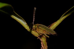 Rhipidocerus australasiae