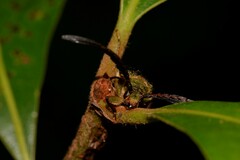 Rhipidocerus australasiae