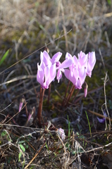 Cyclamen graecum graecum