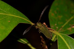 Rhipidocerus australasiae