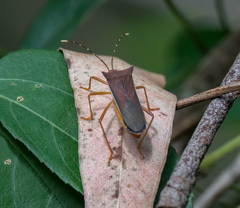 Anasa varicornis