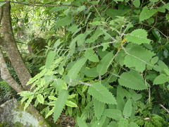 Urtica ferox