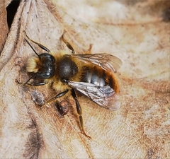 Osmia bicolor